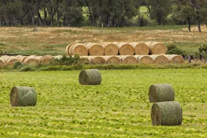 Images Dated 2018 August: USA, Montana. Bales, or Rounds, of hay in a field that has just been harvested