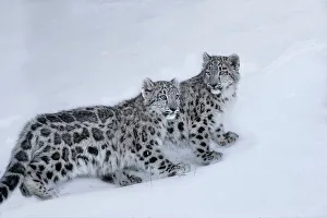 Images Dated 20th October 2022: USA, Montana. Captive snow leopards in winter