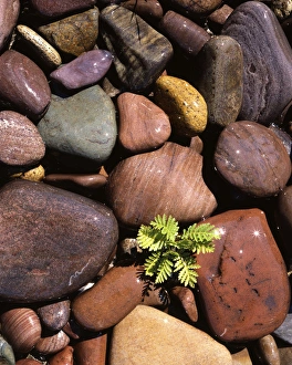USA, Montana, Clark Fork River, Yarrow and stones
