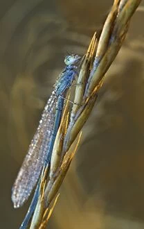 Images Dated 1st January 2006: USA, Montana. Damsel fly on stalk in early morning light