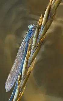 Wet Land Prints: USA, Montana. Damsel fly on stalk in early morning light
