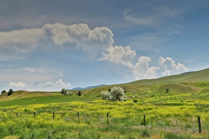 Wild Mustard Prints: USA, Montana, Dixon. Fields of wild mustard