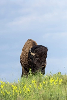 Bison Prints: USA, Montana, Dixon. National Bison Range, bison springtime