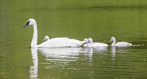 Cygnet Prints: USA, Montana, Elk Lake, a Trumpeter Swan adult swims with four of its cygnets