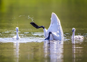 Cygnet Prints: USA, Montana, Elk Lake, a Trumpeter Swan forages for food with two of her cygnets
