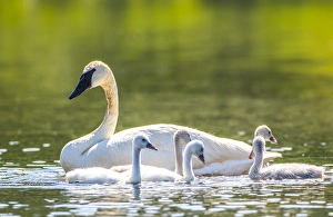 Cygnet Prints: USA, Montana, Elk Lake, a Trumpeter Swan swims with five of her cygnets