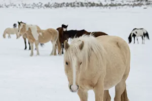 Palomino Prints: USA, Montana, Gardiner. Horses with winter coats in snow