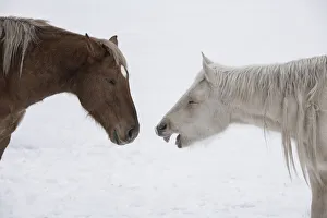 Desaturated Prints: USA, Montana. Gardiner. Palomino and sorrel, with shaggy winter coat, nose to nose