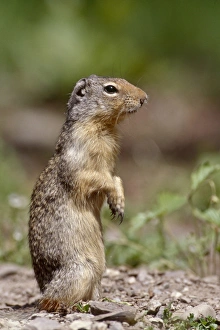Images Dated 9th March 2011: USA, Montana, Glacier National Park, Columbian Ground Squirrel (Spermophilus columbianus)