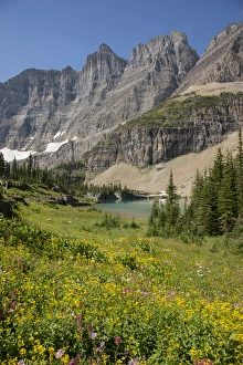 Images Dated 9th August 2013: USA, Montana, Glacier National Park. Meadow above Iceberg Lake