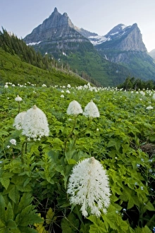 Images Dated 16th July 2009: USA, Montana, Glacier National Park. Blooming bear grass with Mt. Oberlin in background