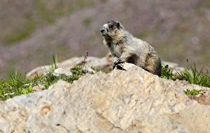 USA, Montana, Glacier National Park, Logan Pass, Hoary Marmot