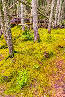 Images Dated 23rd July 2014: USA, Montana, Glacier National Park. Forest scenic