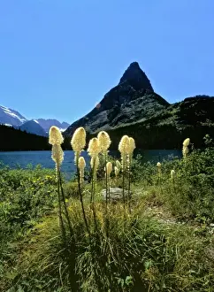 Grinnell Point Prints: USA, Montana, Glacier NP. Beargrass sways in the breeze at Swiftcurrent Lake, beneath