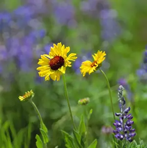 Shallow Depth Of Field Prints: USA, Montana, Glacier NP. Black-eyed Susans and lupine fill the meadow in Glacier National Park