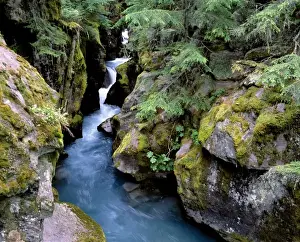 Mossy Prints: USA, Montana, Glacier NP. The ice blue waters of Avalanche Creek cut through a corridor