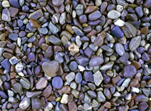 Pebble Prints: USA, Montana, Glacier NP. Water intensifies the color of these pebbles on Lake McDonald