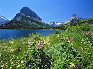 Images Dated 3rd June 2008: USA, Montana, Glacier NP. Wildflowers abound on the nature trail around Swiftcurrent Lake and Mt
