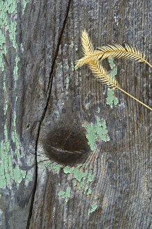 Homestead Prints: USA, Montana. Grasses on old fence at a rural homestead. Credit as: Nancy Rotenberg