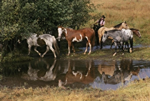 Rope Prints: USA, Montana. Horses tended by cowgirl