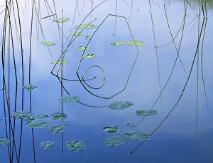 Kalispell Prints: USA, Montana, Kalispell. Bent reeds form a geometrical reflection near Kalispell in Montana