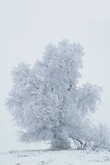 Kalispell Prints: USA, Montana, Kalispell. Cottonwood tree in snowstorm