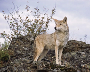 Ledge Prints: USA, Montana, Kalispell. Coyote at Triple D Game Farm