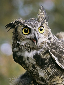 Images Dated 22nd December 2014: USA, Montana, Kalispell. Great horned owl at Triple D Game Farm