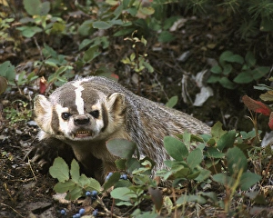 Images Dated 22nd December 2014: USA, Montana, Kalispell. Growling badger at Triple D Game Farm