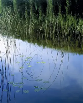 Kalispell Prints: USA, Montana, Kalispell. Reeds reflect in a still pond near Kalispell area, Montana