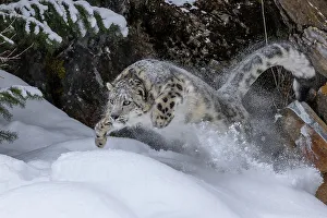 Jim Zuckerman Prints: USA, Montana. Leaping captive snow leopard in winter