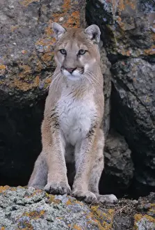 Lincoln Peak Prints: USA, Montana, Lichen on rocks, Mountain lion (Felis concolor)