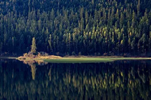 Landscape-Scenic Prints: USA, Montana. Lone pine on island of green with reflections, Salmon Lake State Park