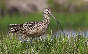 Shorebird Prints: USA, Montana, long-billed curlew foraging