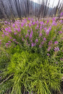 USA, Montana, Missoula. Fireweed filling in after wildfire