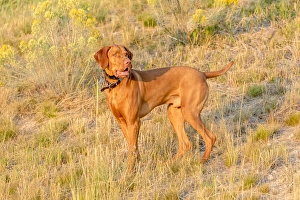Images Dated 16th August 2015: USA, Montana, Missoula. Vizsla hunting dog