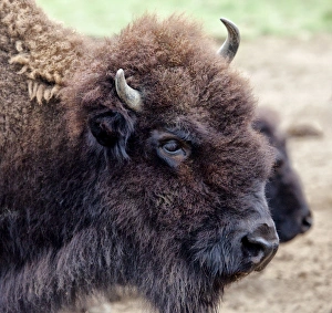 Moiese Prints: USA, Montana, Moiese. Bison portrait at National Bison Range