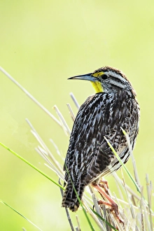 Beak Prints: USA, Montana. National Bison Range, Western Meadow Lark