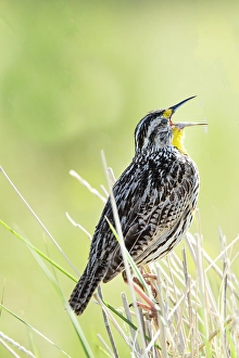 Beak Prints: USA, Montana. National Bison Range, Western Meadow Lark