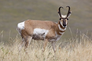 Prong Horn Prints: USA, Montana, National Bison Range, Pronghorn antilope, Male, Antilocapra americana