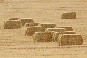 Images Dated 26th August 2018: Usa, Montana, near Drummond. Bales of hay in a field that has just been harvested