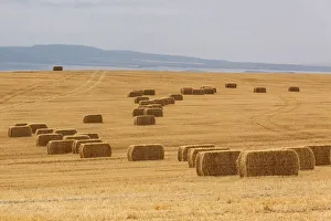 Images Dated 26th August 2018: USA, Montana, near Drummond. Bales of hay in a field that has just been harvested