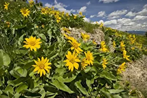 Herb Prints: USA, Montana, Northern Mules Ears (Wyethia amplexicaulis) on hillside, June