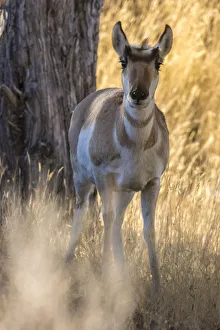 Pronghorn Prints: USA, Montana, Paradise Valley. Close-up of pronghorn antelope