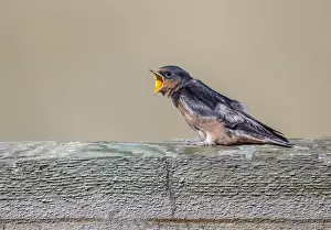 Images Dated 14th September 2014: USA, Montana, Red Rock Lakes National Wildlife Refuge, Barn Swallow fledgling begging