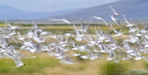 Images Dated 5th July 2012: USA, Montana, Red Rock Lakes National Wildlife Refuge, Flock of Franklyns Gulls