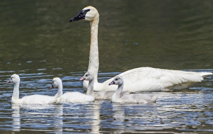 Images Dated 14th October 2017: USA, Montana, Red Rock Lakes National Wildlife Refuge, Elk Lake, a Trumpeter Swan