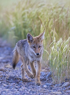 Red Rock Lake Prints: USA, Montana, Red Rock Lakes National Wildlife Refuge, a coyote pup walks along