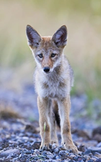 Images Dated 6th July 2015: USA, Montana, Red Rock Lakes National Wildlife Refuge, Coyote pup standing in roadway