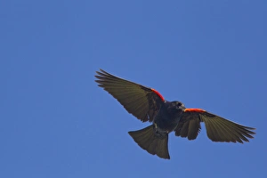 Blackbird Prints: USA, Montana, Red winged blackbird